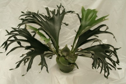Platycerium hilii 'Jim'